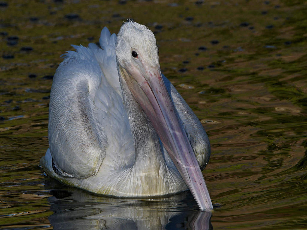 Pelican13.jpg