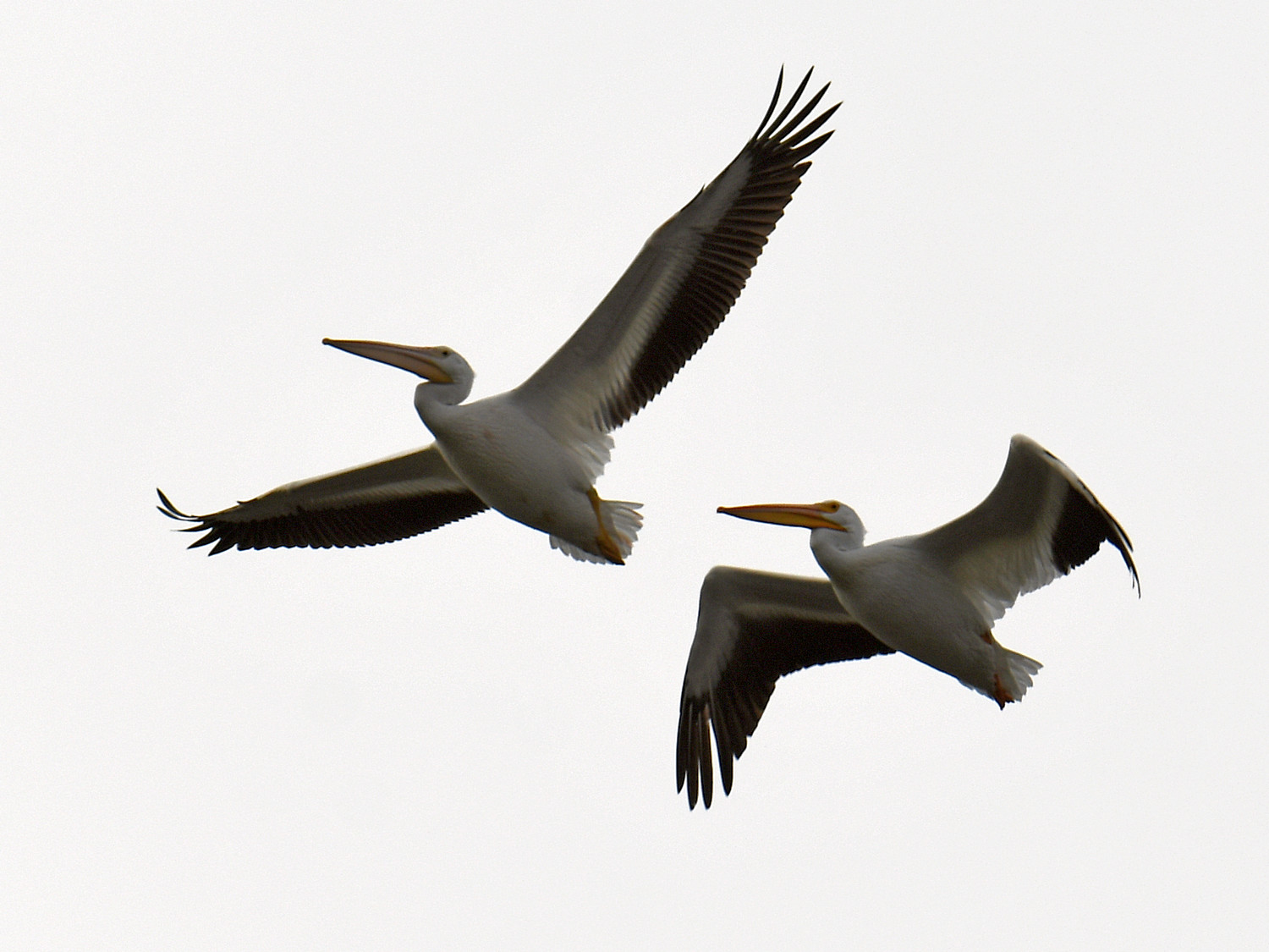 Pelican13.jpg