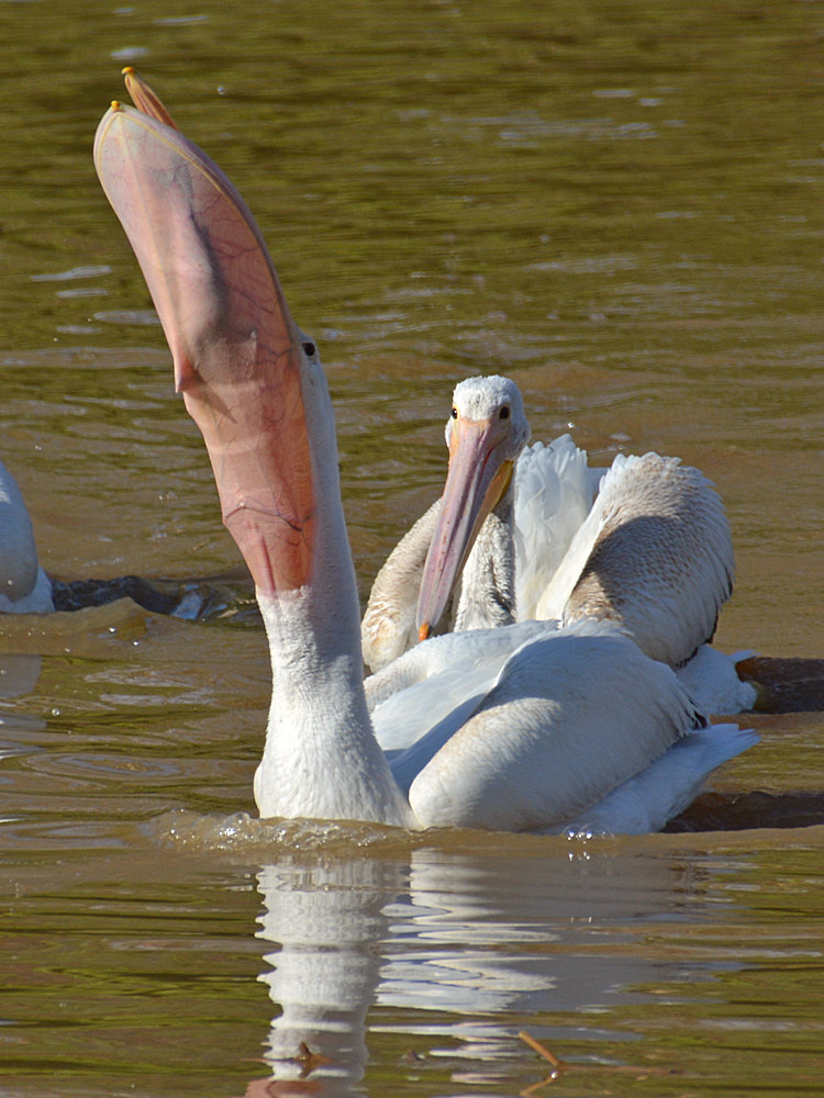 Pelican14.jpg