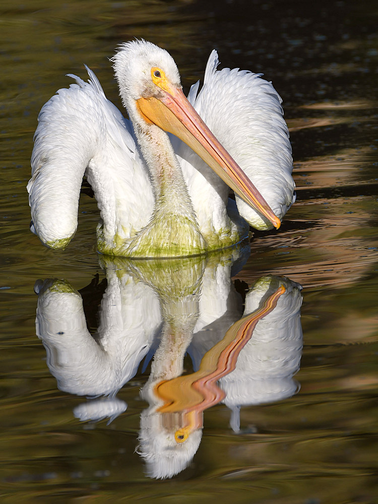 Pelican14.jpg