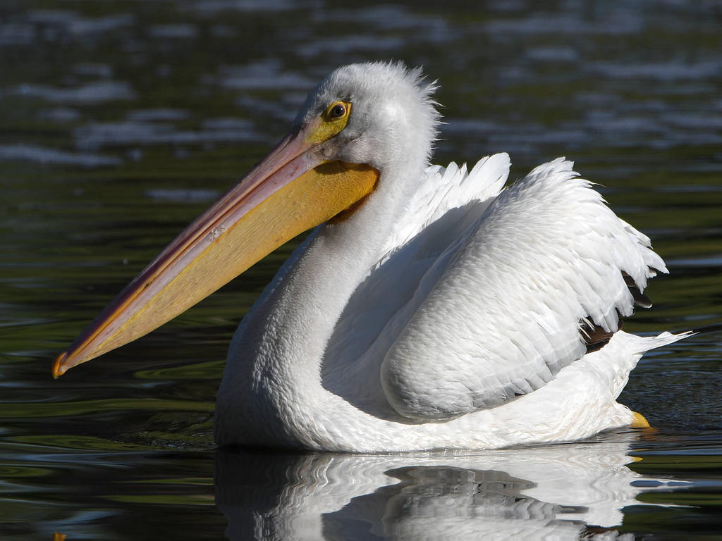 Pelican14.jpg