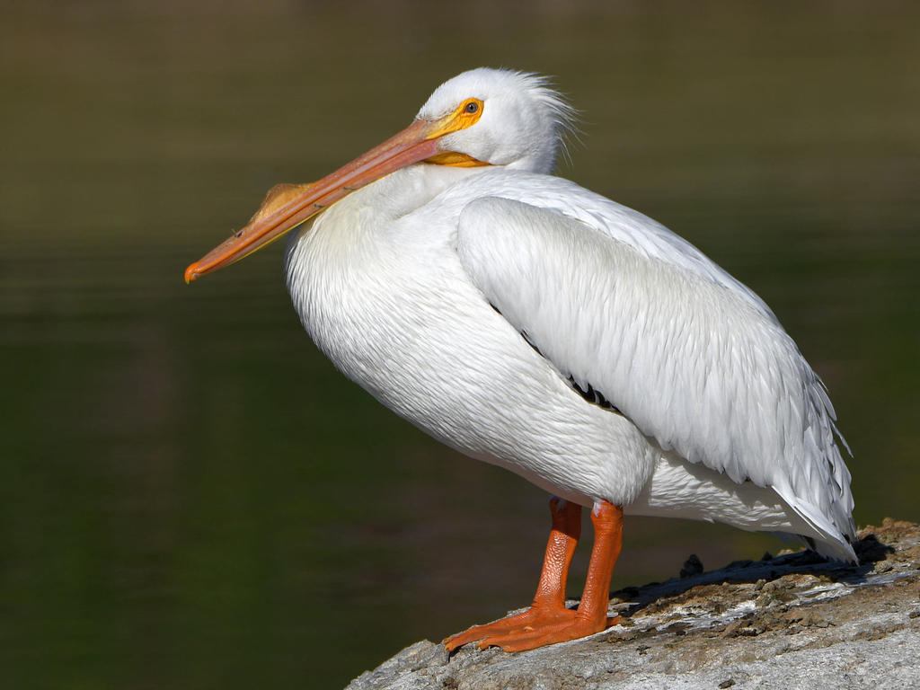 Pelican14.jpg