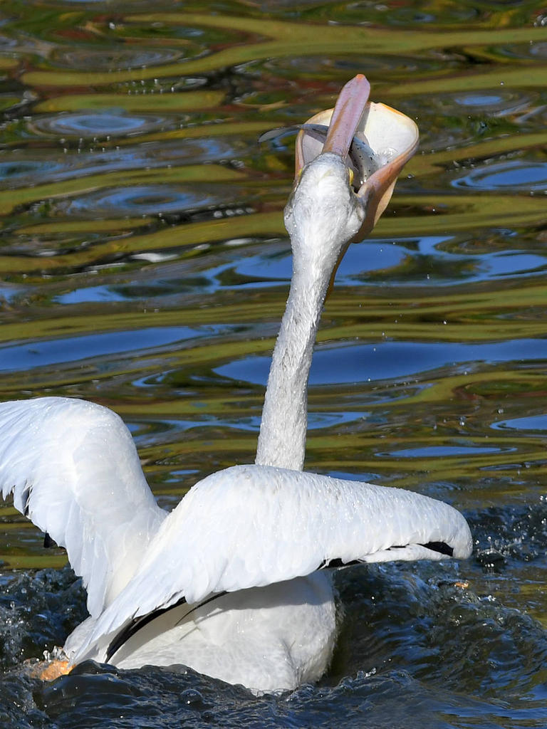 Pelican14.jpg