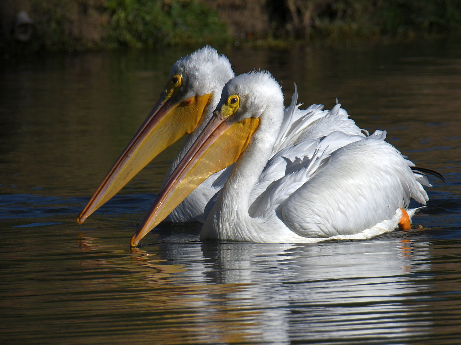 Pelican14.jpg