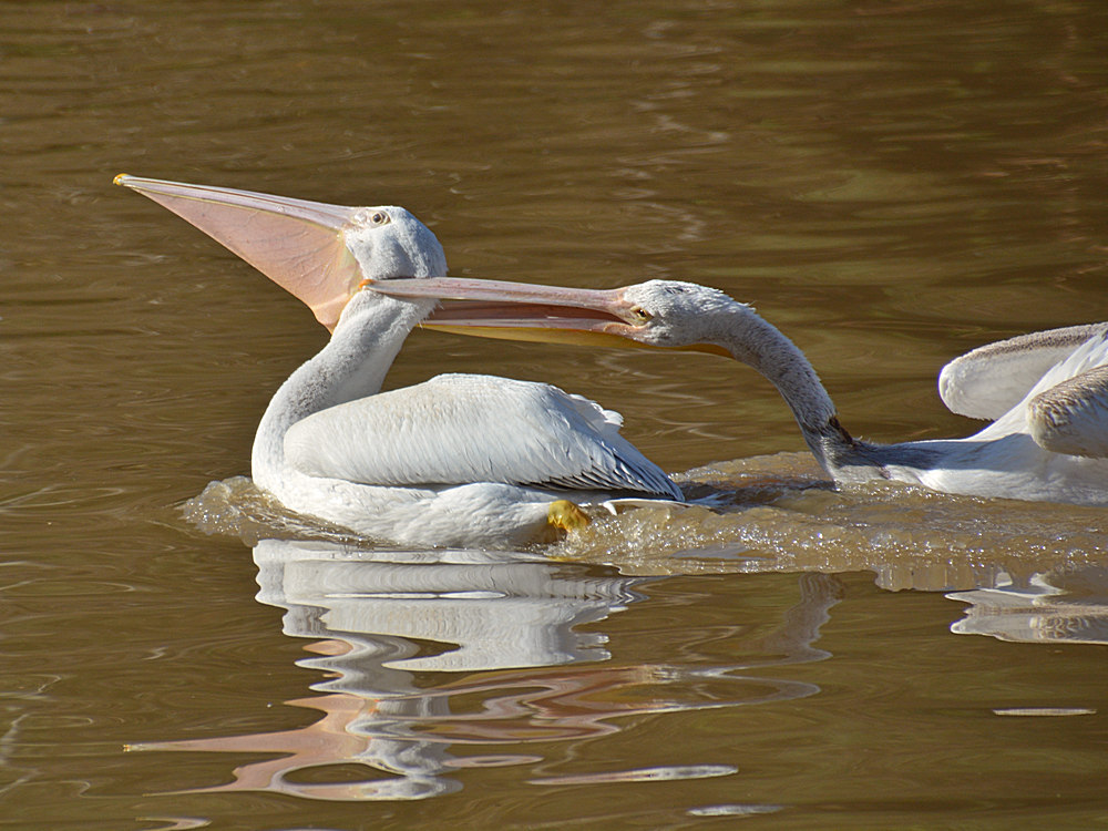 Pelican15.jpg