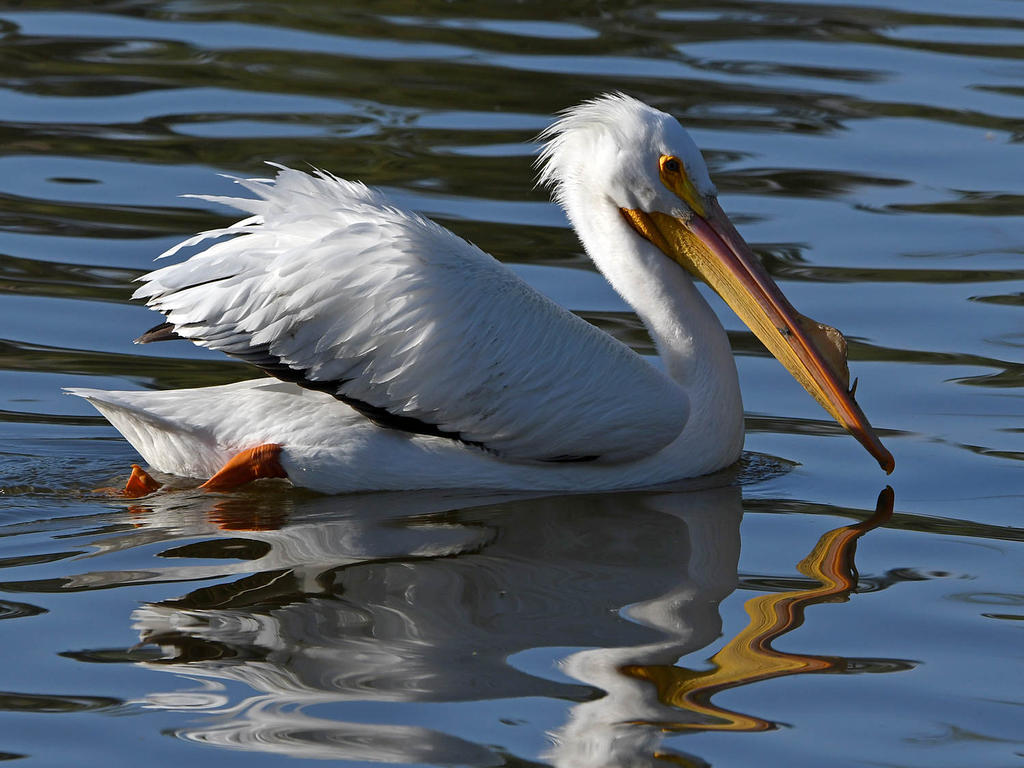 Pelican15.jpg