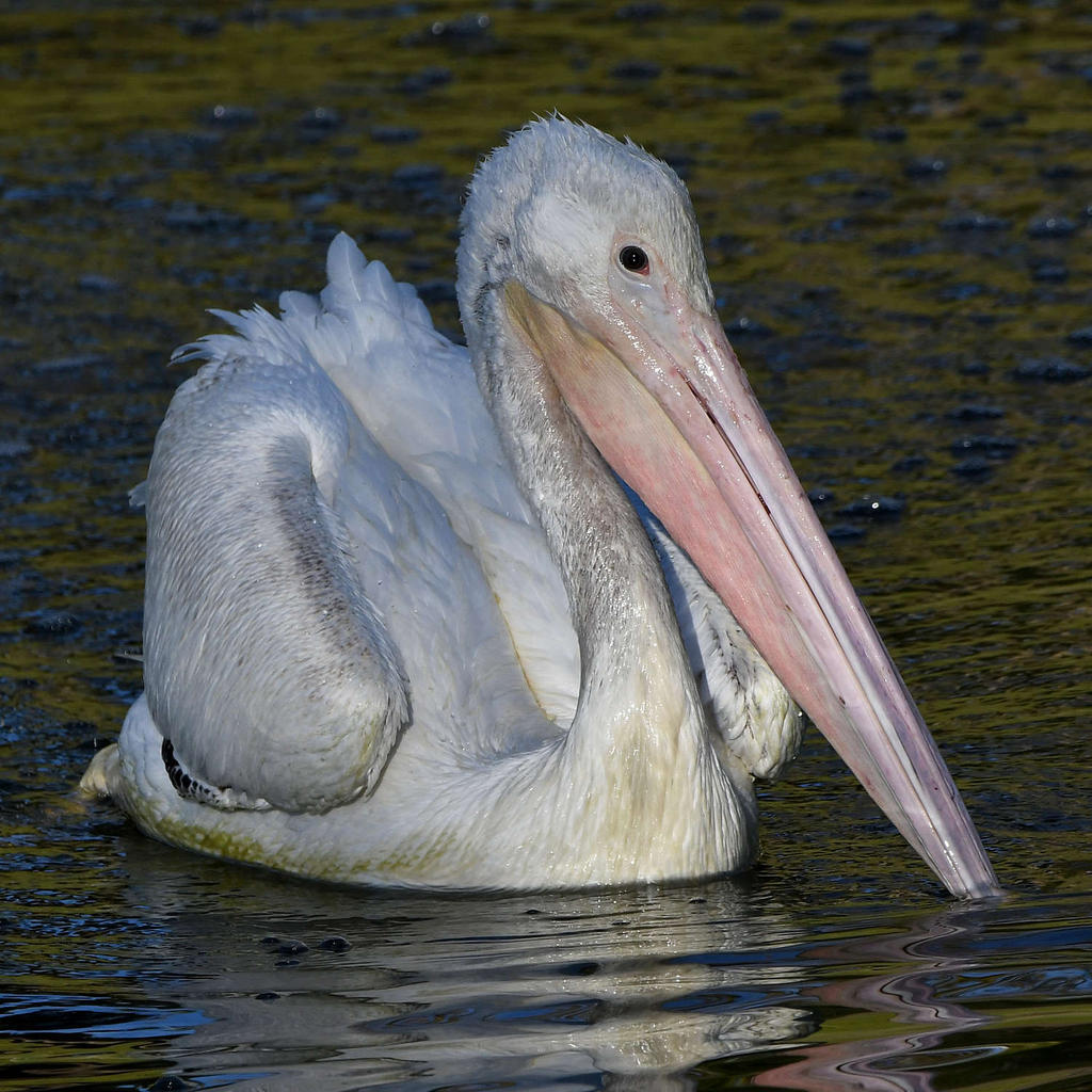 Pelican15.jpg