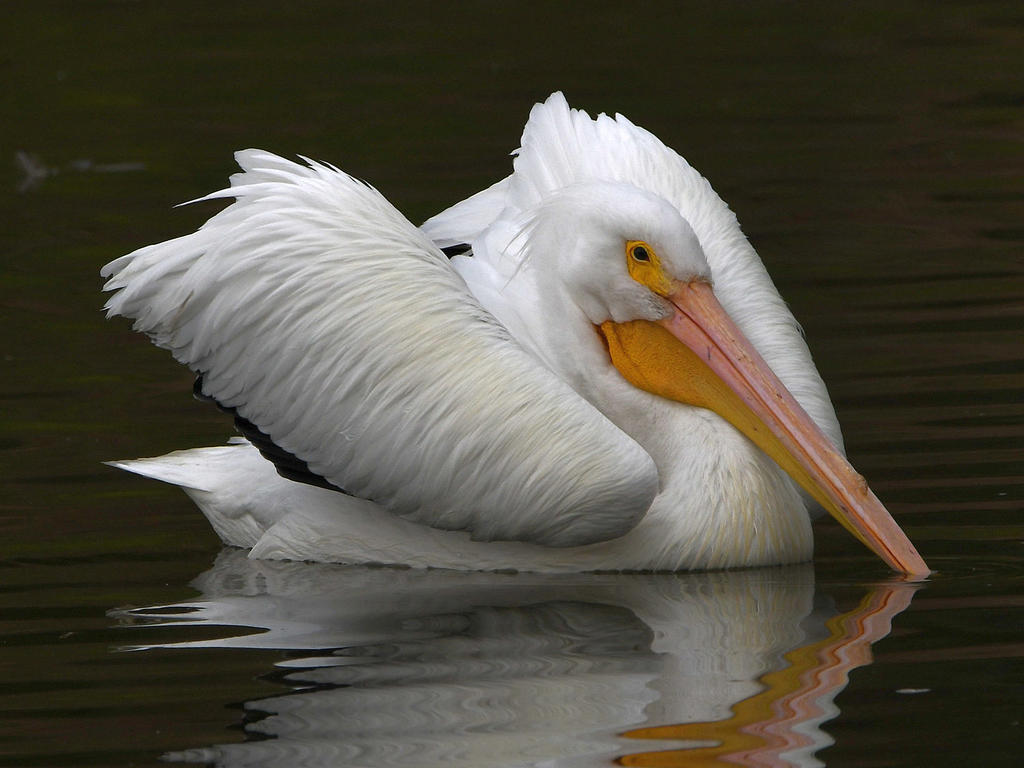 Pelican16.jpg