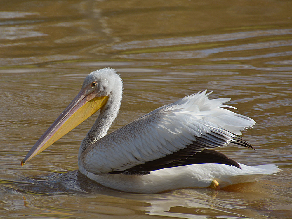 Pelican17.jpg