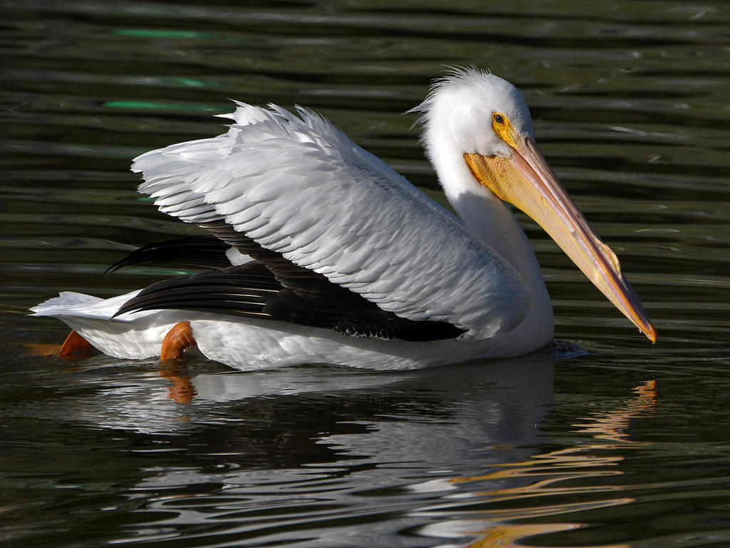 Pelican17.jpg