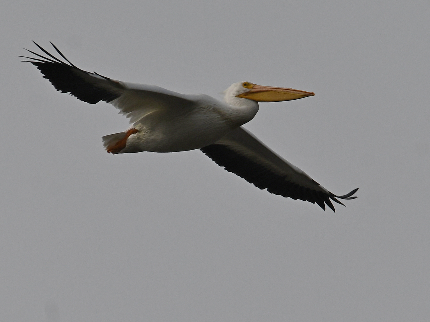 Pelican17.jpg