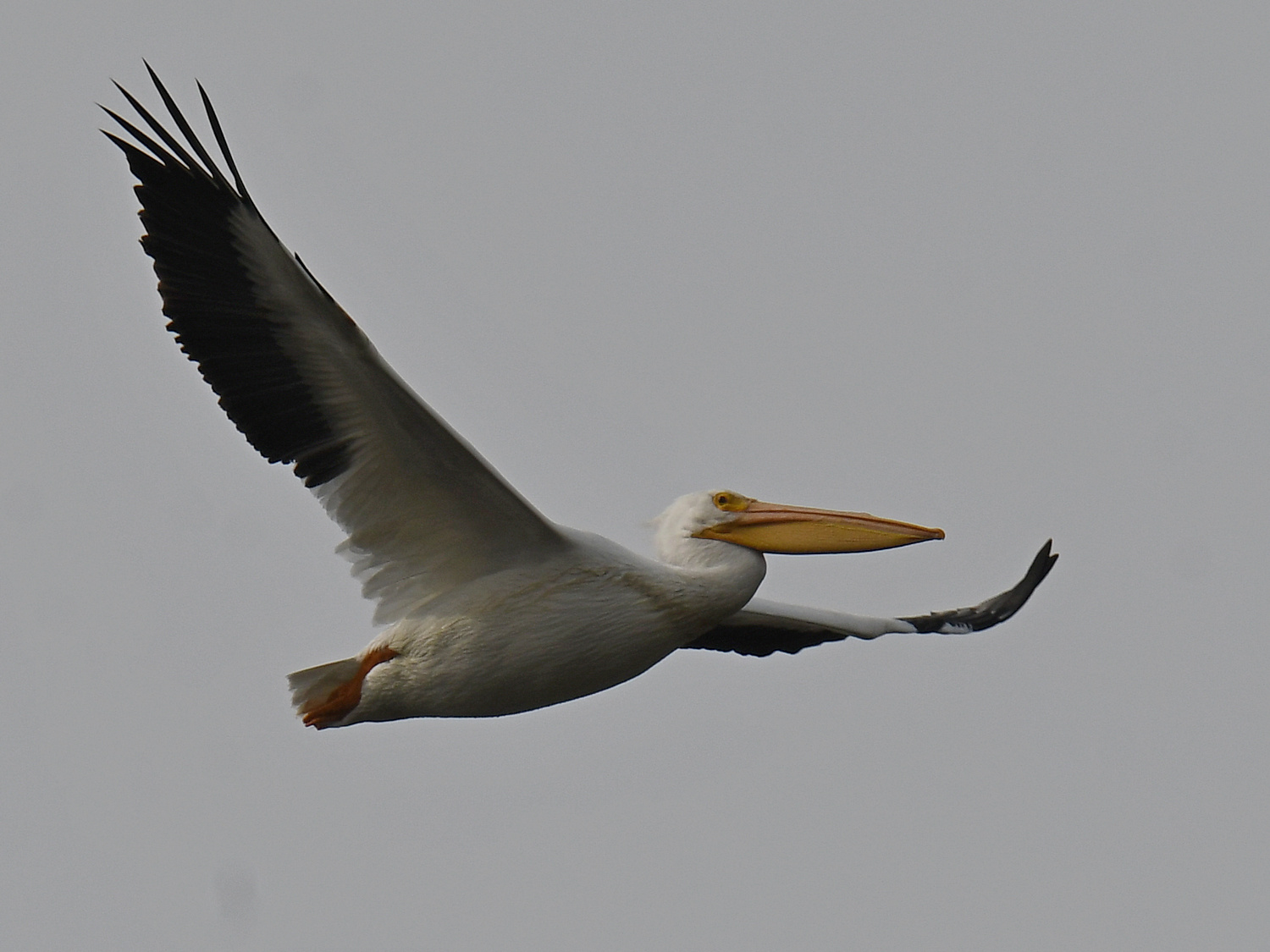 Pelican18.jpg