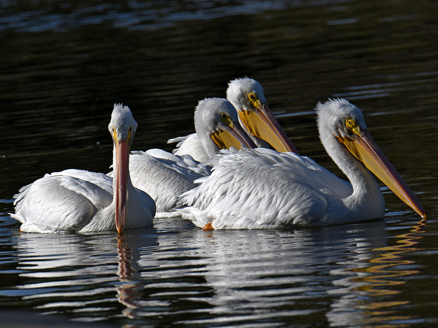 Pelican19.jpg