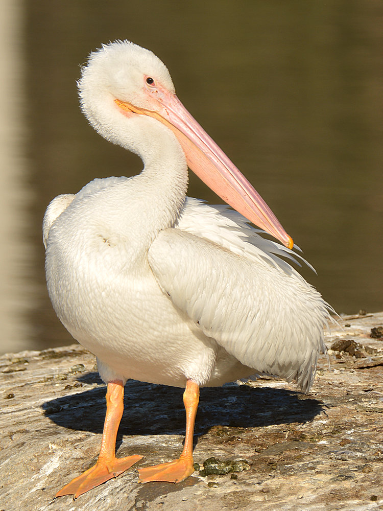 Pelican2.jpg