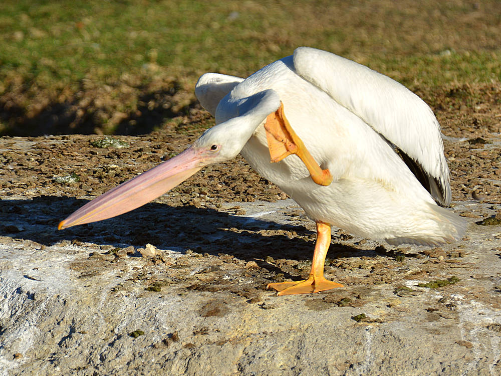 Pelican2.jpg