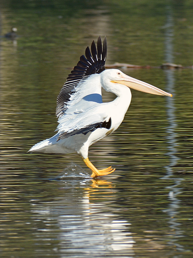 Pelican2.jpg