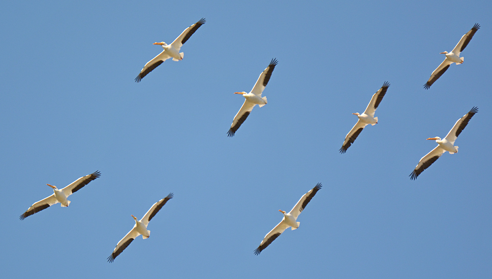 Pelican2.jpg