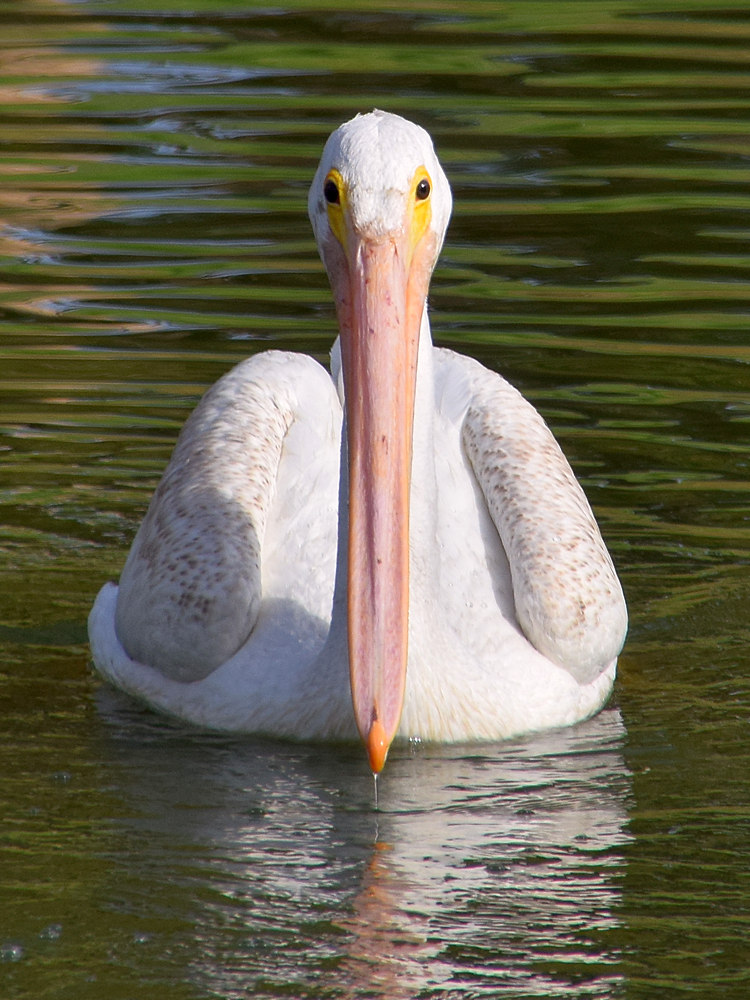 Pelican2.jpg