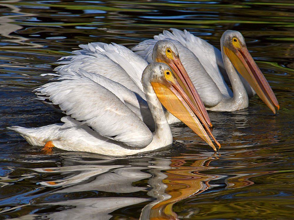 Pelican2.jpg