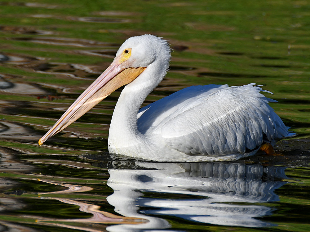 Pelican2.jpg