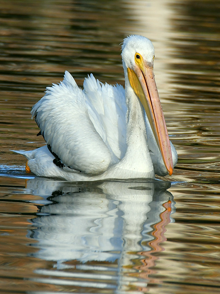 Pelican2.jpg