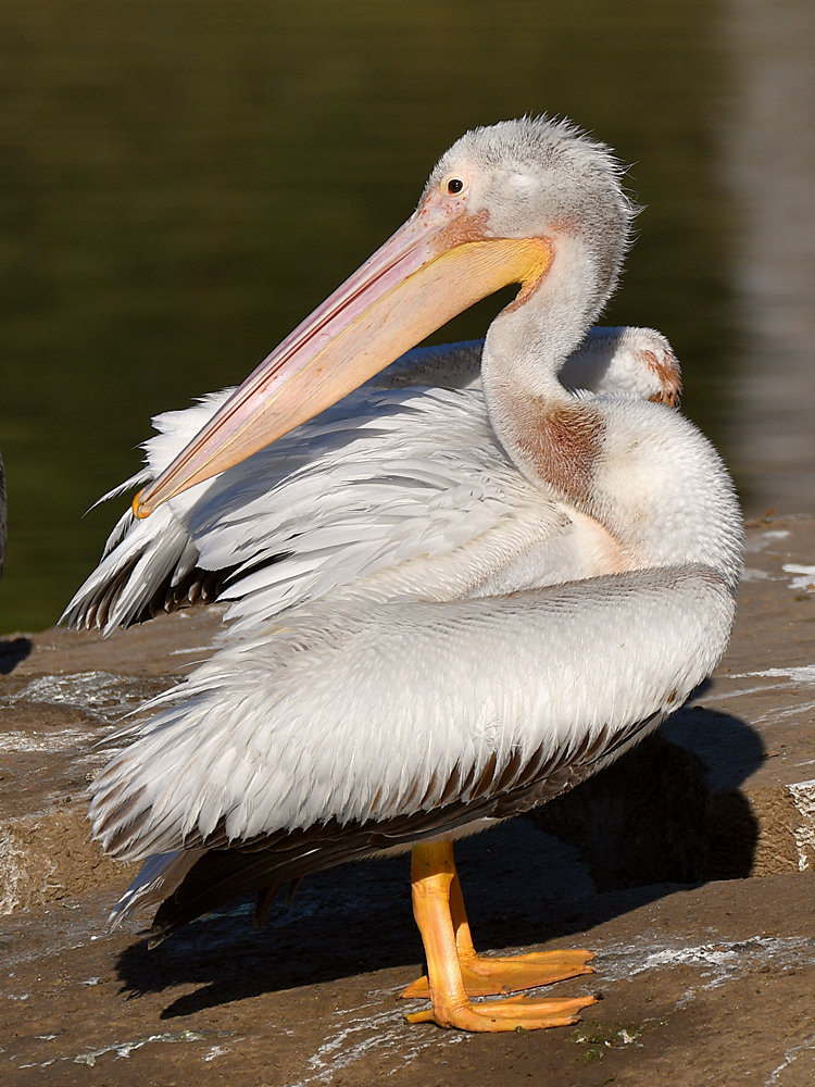 Pelican2.jpg