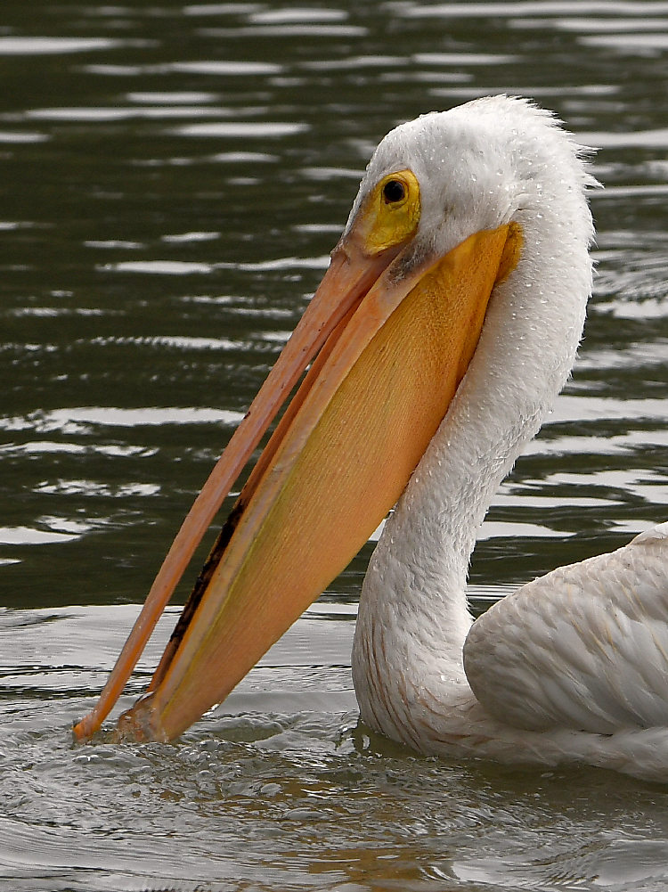 Pelican2.jpg