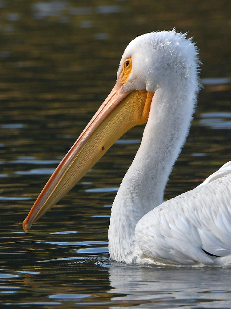 Pelican2.jpg