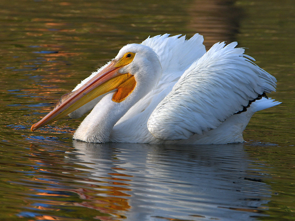Pelican2.jpg