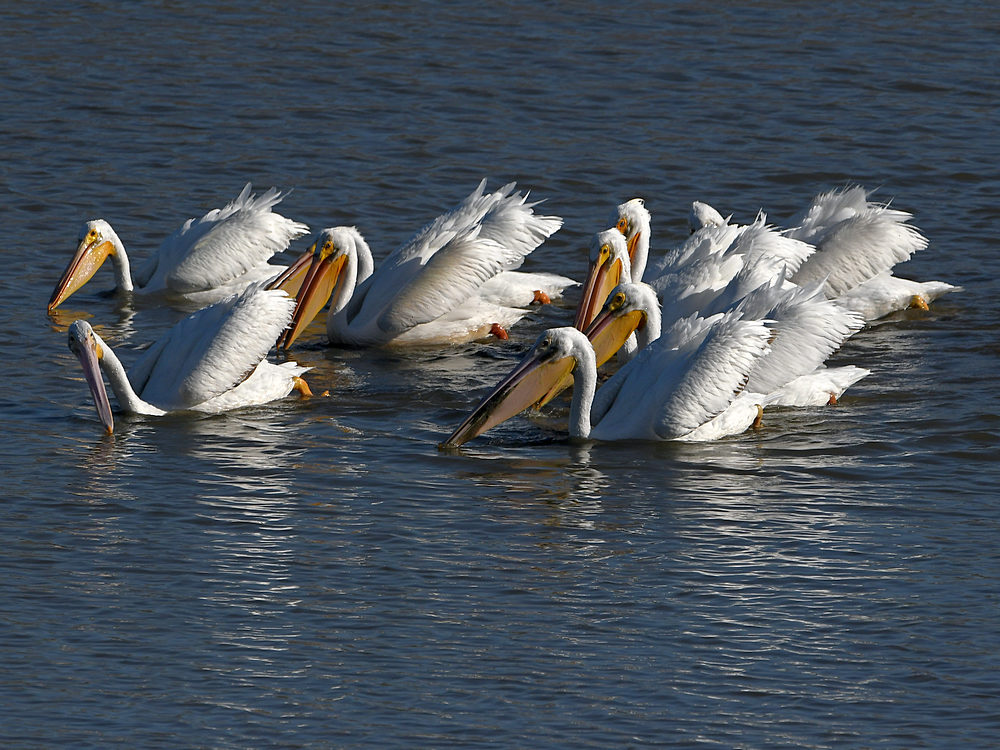 Pelican2.jpg