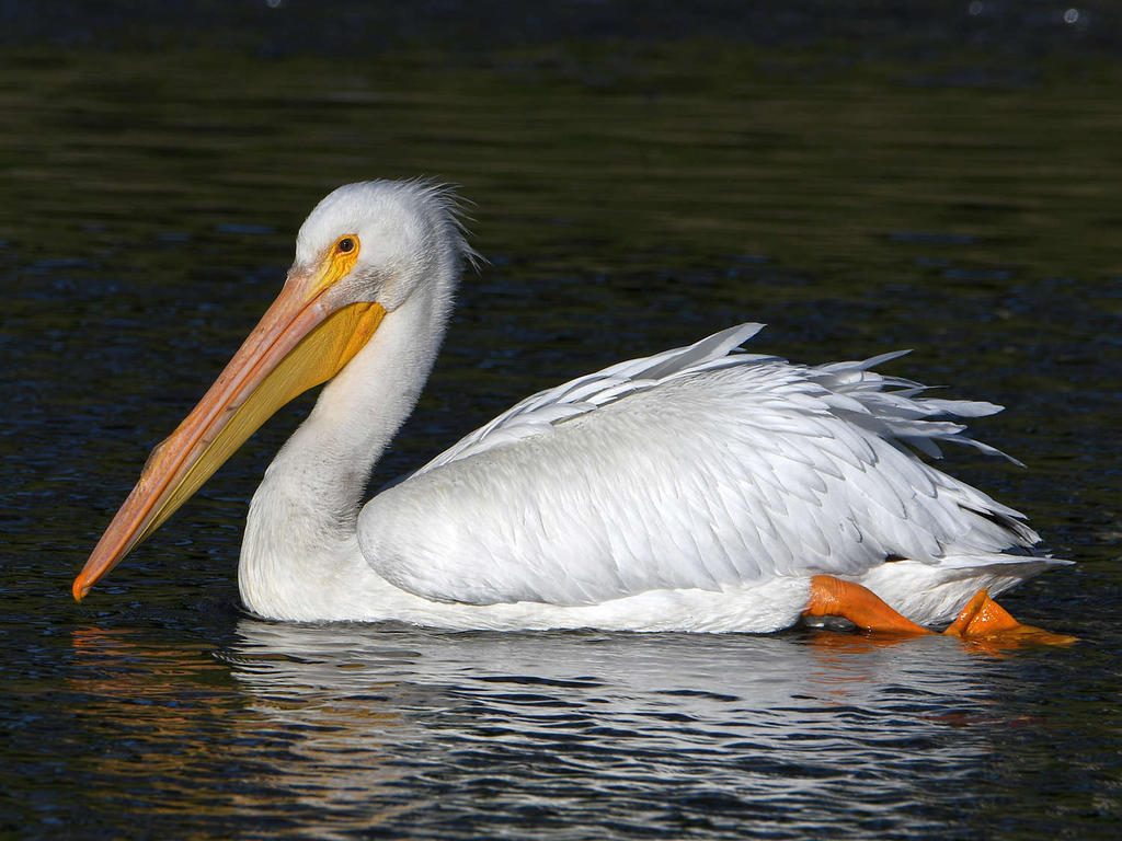 Pelican2.jpg