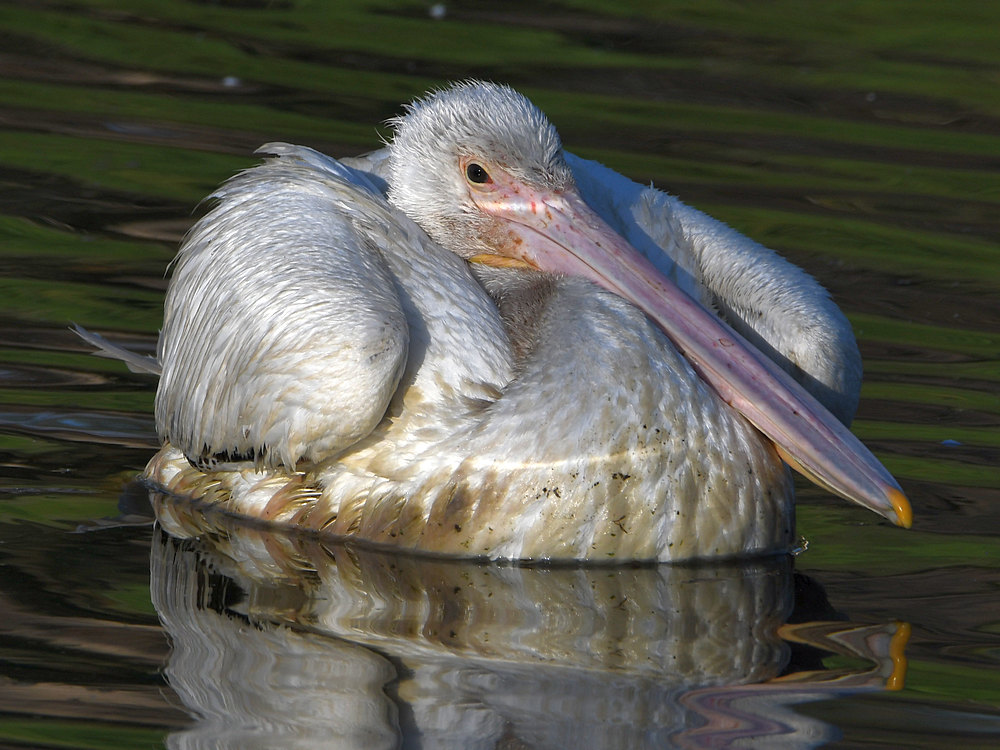 Pelican2.jpg