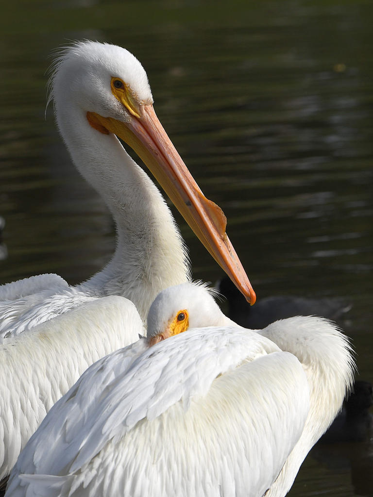Pelican2.jpg