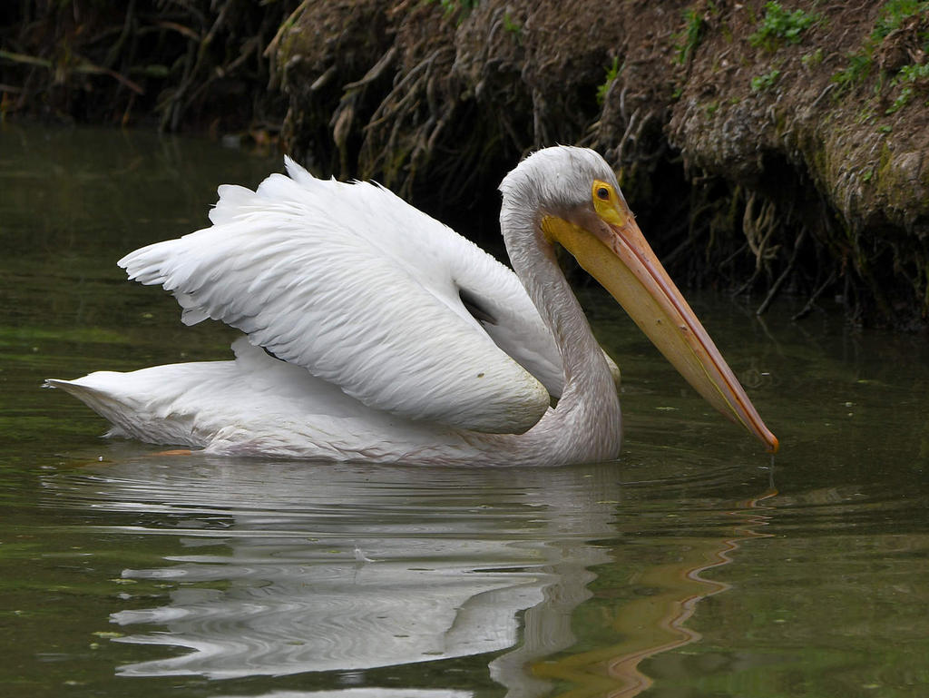 Pelican2.jpg