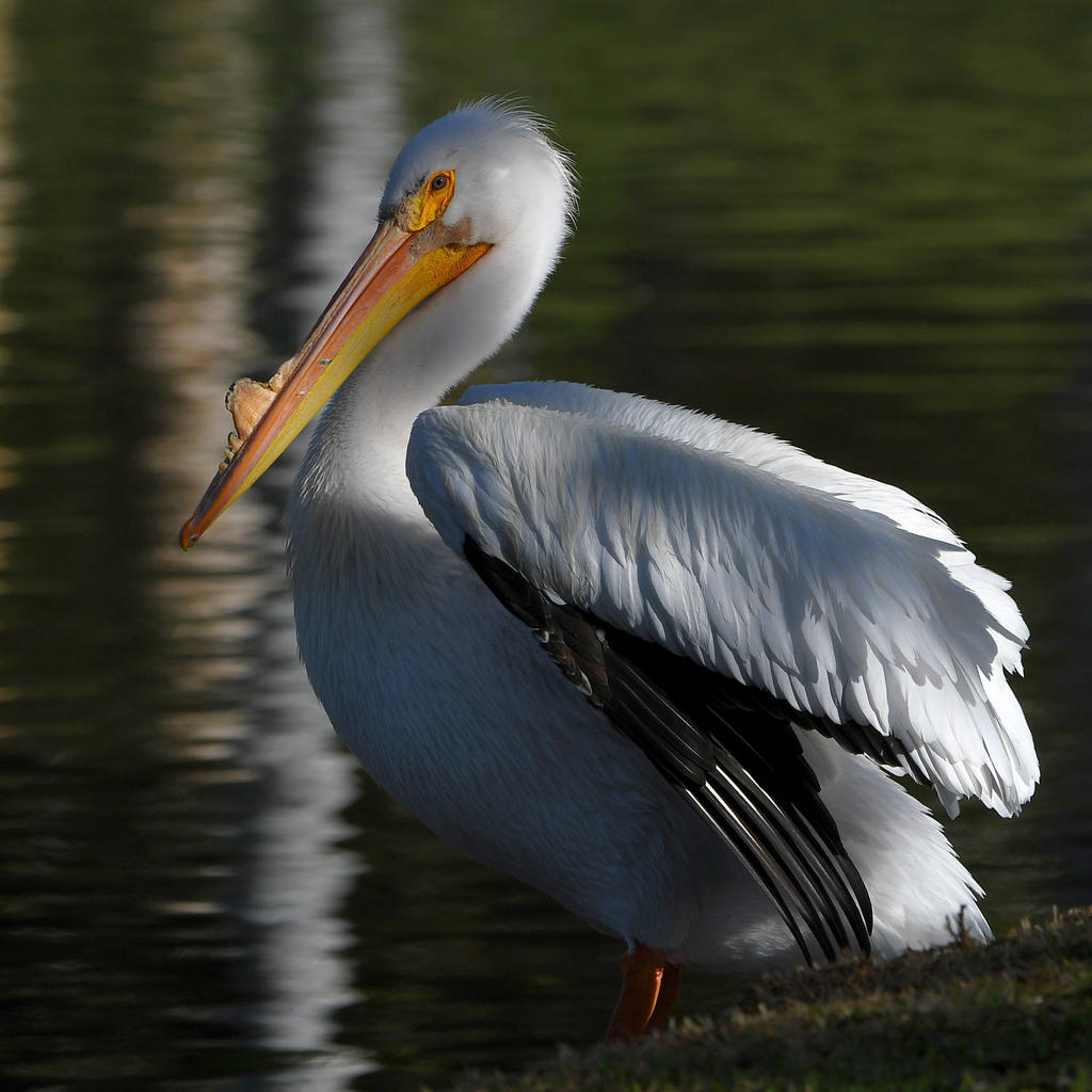 Pelican2.jpg