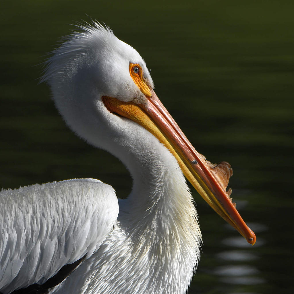 Pelican2.jpg