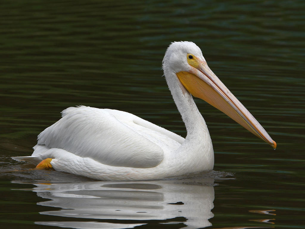 Pelican2.jpg