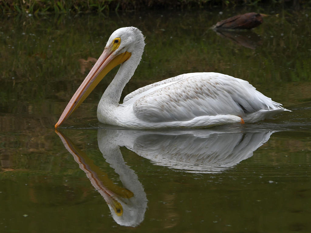 Pelican2.jpg