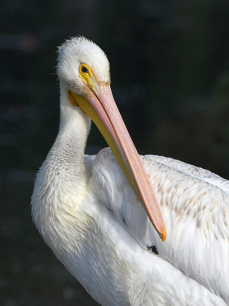 Pelican2.jpg