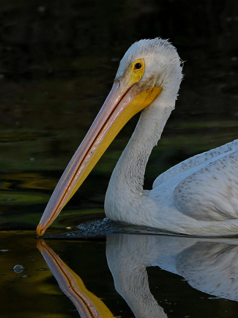 Pelican2.jpg