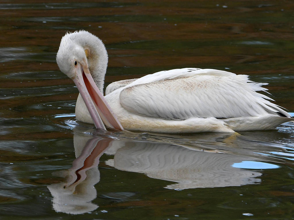 Pelican2.jpg