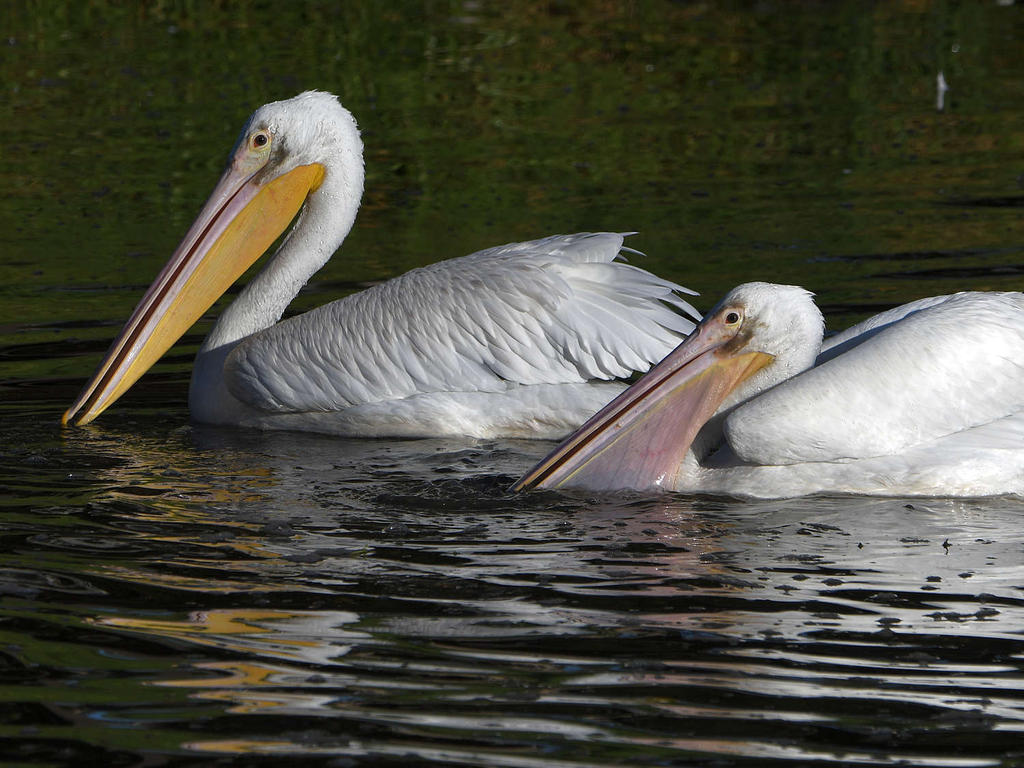 Pelican2.jpg