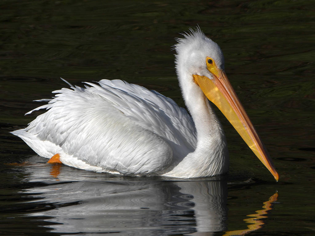 Pelican2.jpg