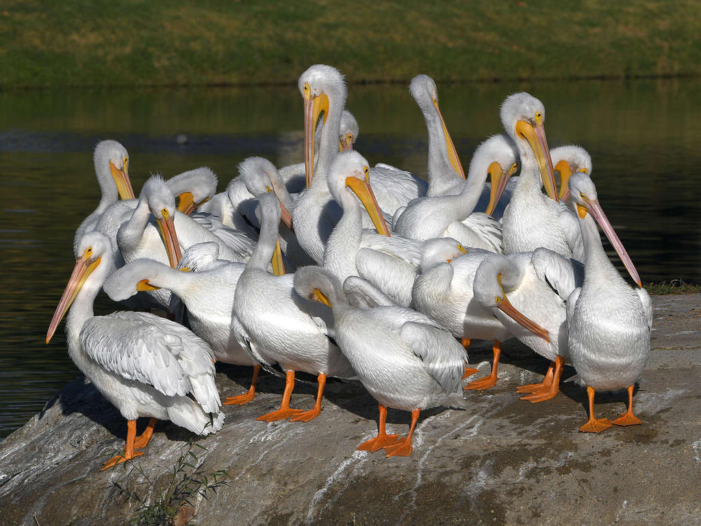 Pelican2.jpg