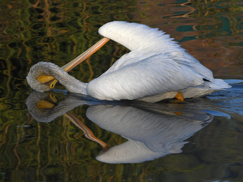 Pelican2.jpg