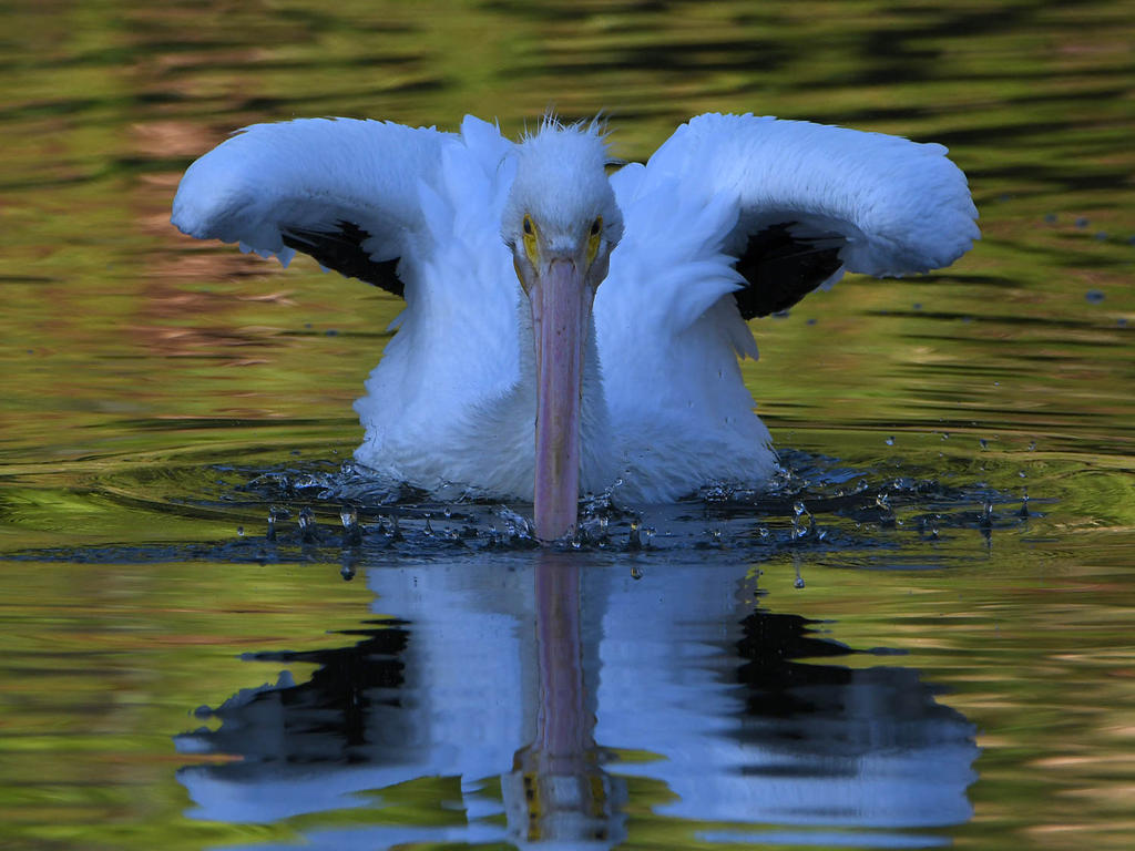 Pelican2.jpg