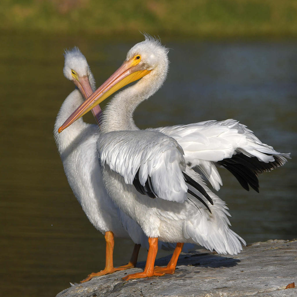 Pelican2.jpg