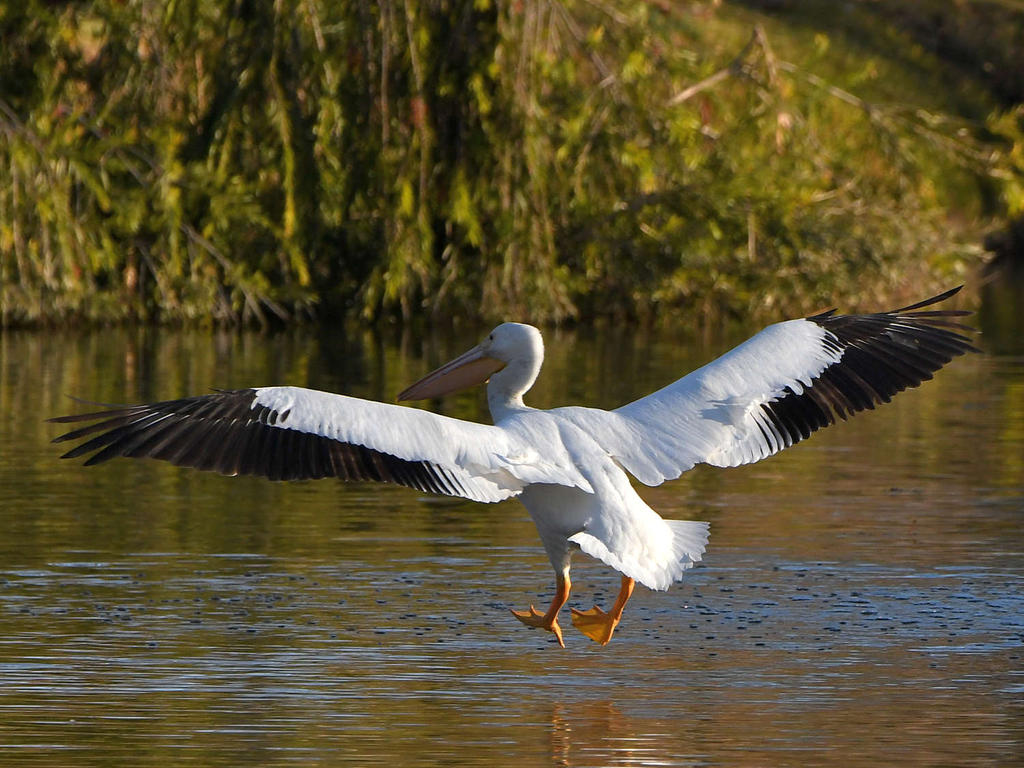 Pelican2.jpg