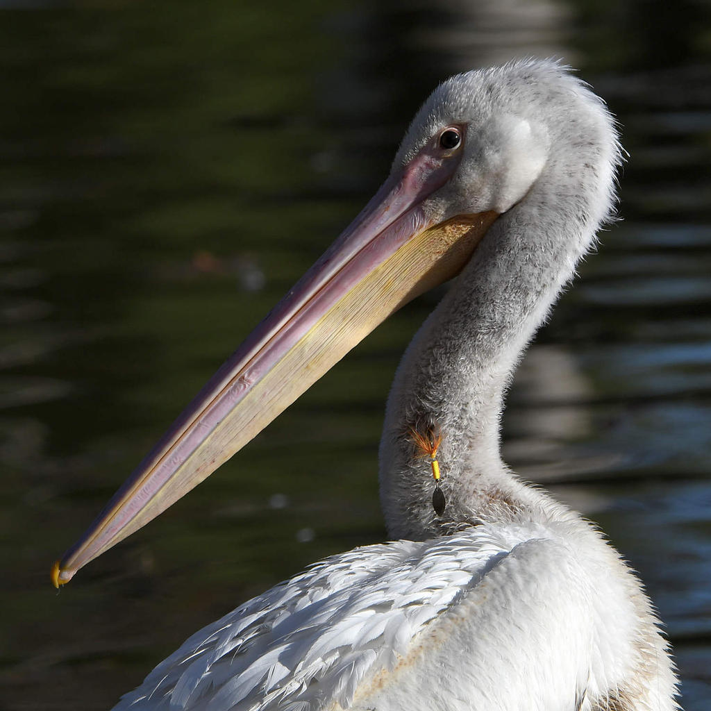 Pelican2.jpg