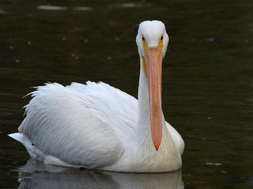 Pelican2.jpg